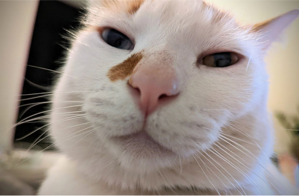 mojo team picture of cat for web design