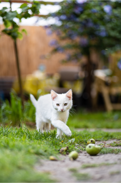 Cat web design cyprus